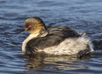 silver-grebe2